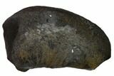 Fossil Whale Ear Bone - Miocene #136900-1